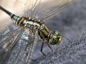 Close-up of dragonfly