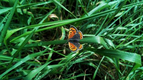 Close-up of butterfly on grass