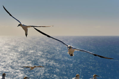 Close-up of bird flying over sea against clear sky