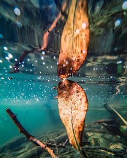 Close-up of leaf floating underwater