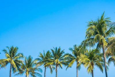 Low angle view of coconut palm trees against clear blue sky