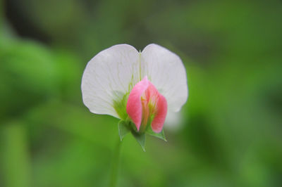 Close-up of white water lily