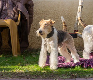 Low section of person with dog standing on land