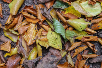 Full frame shot of leaves