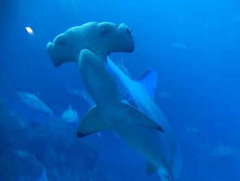 Low angle view of fish swimming in sea