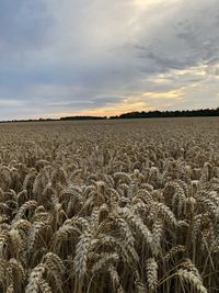 Scenic view of field against sky during sunset