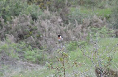 Bird perching on branch