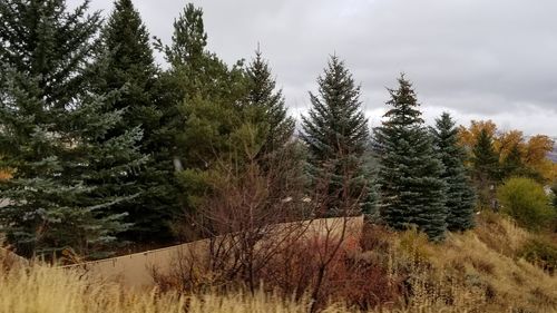 Pine trees in forest against sky