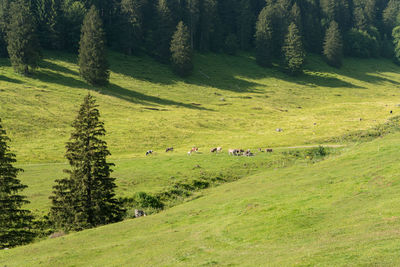 Scenic view of trees on field