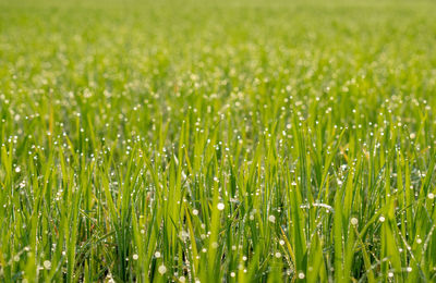 Close-up of crops growing on field