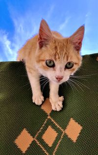 Close-up portrait of a cat