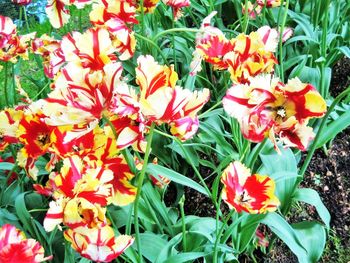 Close-up of red tulips blooming outdoors