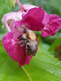 Close-up of bee on pink flower