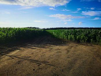 Scenic view of agricultural field against sky