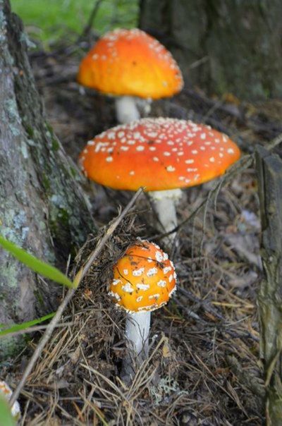 fungus, mushroom, toadstool, forest, close-up, growth, nature, focus on foreground, fly agaric mushroom, edible mushroom, spotted, field, growing, uncultivated, beauty in nature, orange color, plant, freshness, day, grass
