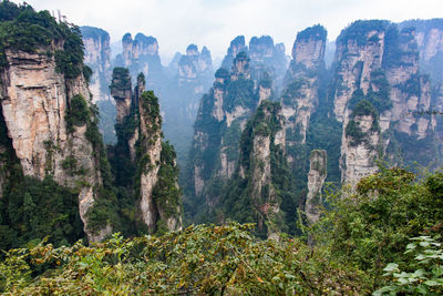 View of trees on landscape against sky