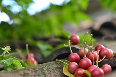 Close-up of cherries on plant
