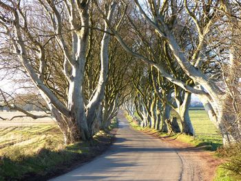 Road amidst trees