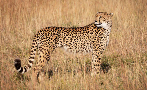 Side view of a cat on grassland