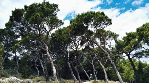 Low angle view of trees