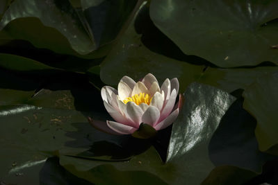 Close-up of lotus water lily in lake