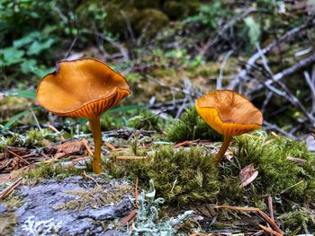 Close-up of mushroom growing in forest