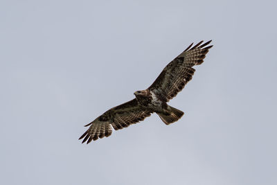 Low angle view of buzzard bird flying against clear sky