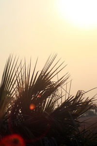 Close-up of plant against clear sky during sunset