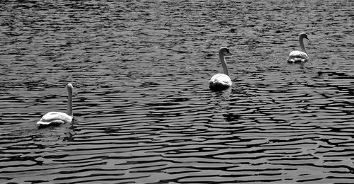 Swans swimming in lake