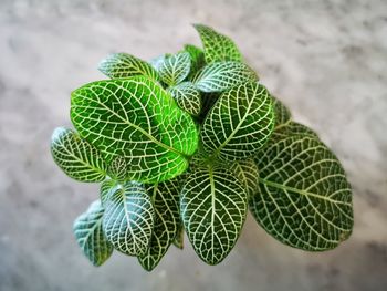 Close-up of green leaves