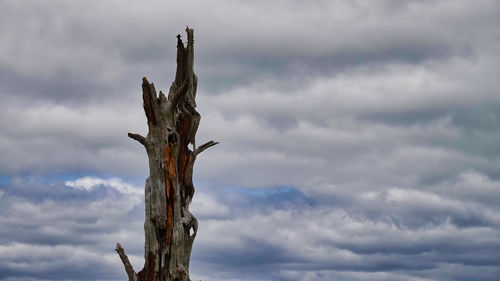 Low angle view of tree trunk against sky