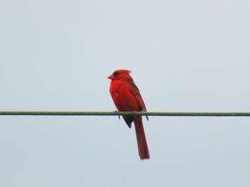 Low angle view of bird perching on branch against clear sky