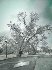 Road passing through bare trees