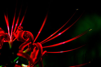 Close-up of red light painting against black background