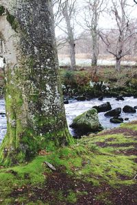 Scenic view of river in forest against sky