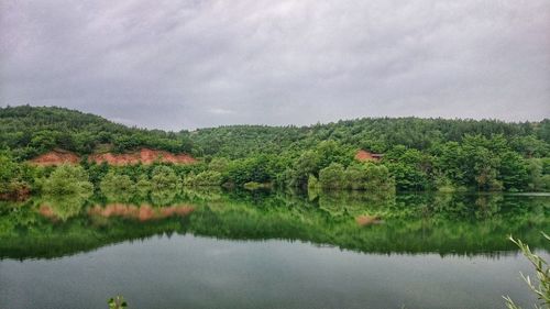 Reflection of trees in water