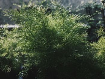 Close-up of pine tree