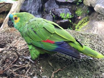 Close-up of parrot