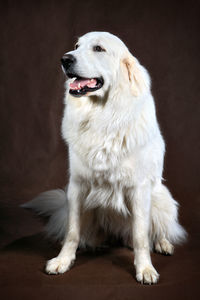 Portrait of dog sitting against black background