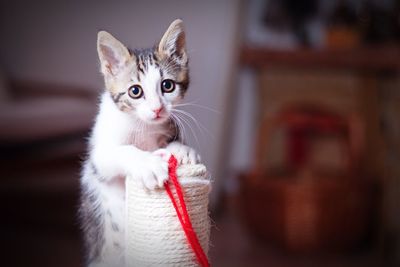 Close-up of kitten with thread at home