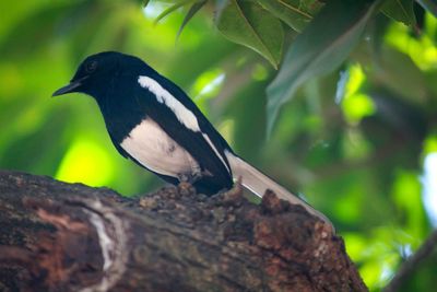 Close-up of bird perching on tree