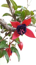 Close-up of red berries on tree