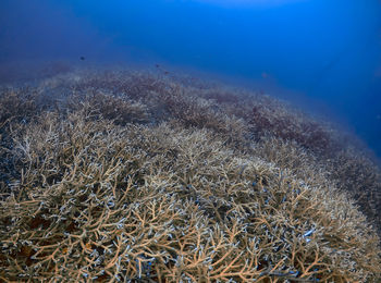 View of coral underwater