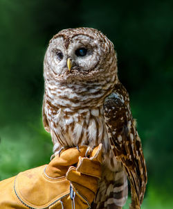 Close-up of bird