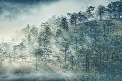 Trees in forest against sky