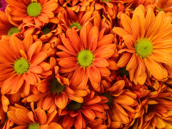 Full frame shot of orange dahlia