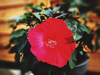 Close-up of red flower