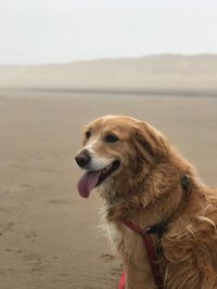 Dog looking away on beach