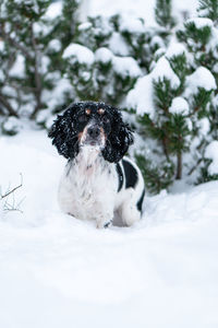 Dogs on snow covered field