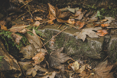 Close-up of dry maple leaves fallen in forest